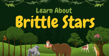 Brittle Stars | Facts, Diet, Habitat & Pictures