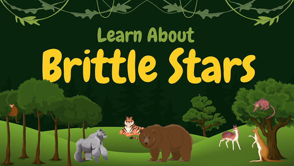 Brittle Stars | Facts, Diet, Habitat & Pictures