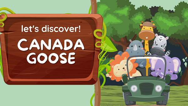 Canada Goose | Facts, Diet, Habitat & Pictures