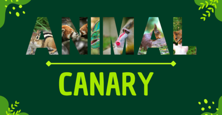 Canary | Facts, Diet, Habitat & Pictures