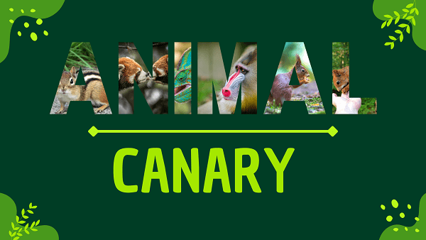 Canary | Facts, Diet, Habitat & Pictures