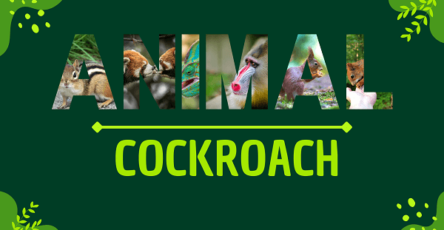 Cockroach | Facts, Diet, Habitat & Pictures