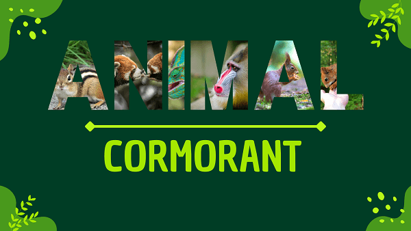 Cormorant | Facts, Diet, Habitat & Pictures