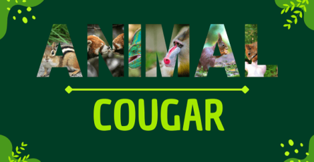Cougar | Facts, Diet, Habitat & Pictures