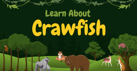 Crawfish | Facts, Diet, Habitat & Pictures
