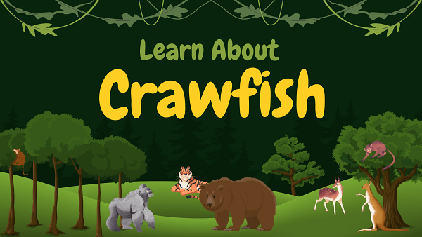 Crawfish | Facts, Diet, Habitat & Pictures