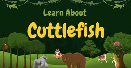 Cuttlefish | Facts, Diet, Habitat & Pictures