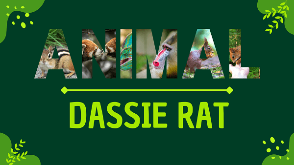 Dassie Rat | Facts, Diet, Habitat & Pictures