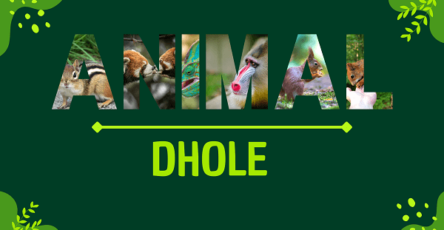 Dhole | Facts, Diet, Habitat & Pictures