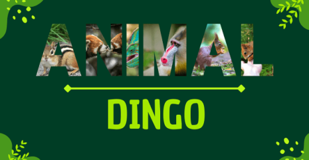 Dingo | Facts, Diet, Habitat & Pictures