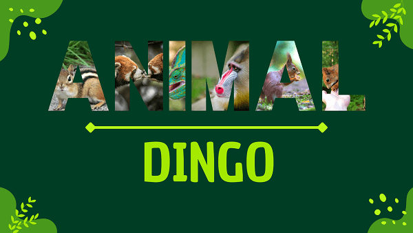 Dingo | Facts, Diet, Habitat & Pictures