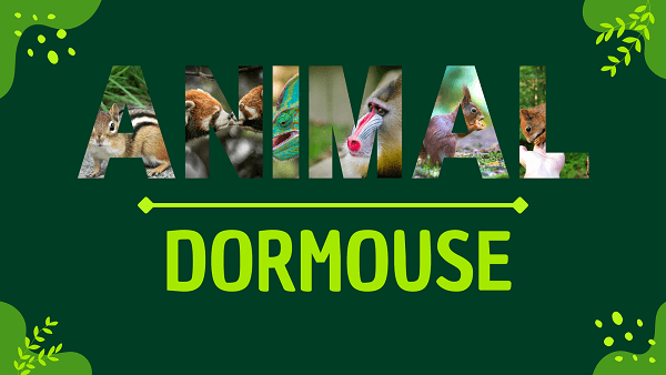 Dormouse | Facts, Diet, Habitat & Pictures