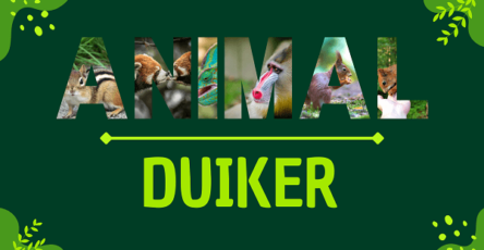 Duiker | Facts, Diet, Habitat & Pictures