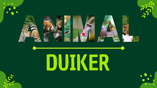 Duiker | Facts, Diet, Habitat & Pictures