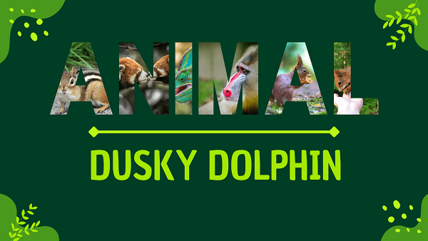 Dusky Dolphin | Facts, Diet, Habitat & Pictures
