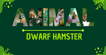 Dwarf Hamster | Facts, Diet, Habitat & Pictures