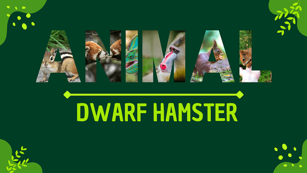 Dwarf Hamster | Facts, Diet, Habitat & Pictures