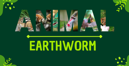 Earthworm | Facts, Diet, Habitat & Pictures