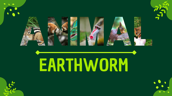 Earthworm | Facts, Diet, Habitat & Pictures