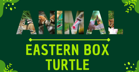 Eastern Box Turtle | Facts, Diet, Habitat & Pictures