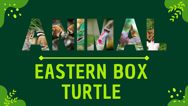 Eastern Box Turtle | Facts, Diet, Habitat & Pictures