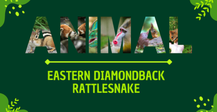 Eastern Diamondback Rattlesnake | Facts, Diet, Habitat & Pictures