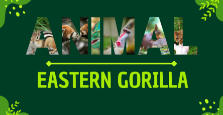 Eastern Gorilla | Facts, Diet, Habitat & Pictures