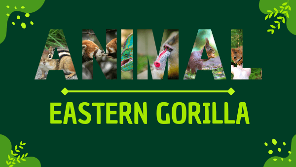Eastern Gorilla | Facts, Diet, Habitat & Pictures
