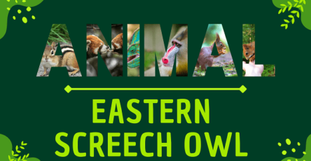 Eastern Screech Owl | Facts, Diet, Habitat & Pictures
