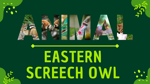 Eastern Screech Owl | Facts, Diet, Habitat & Pictures