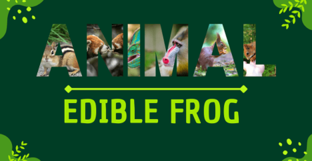 Edible Frog | Facts, Diet, Habitat & Pictures