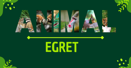 Egret | Facts, Diet, Habitat & Pictures