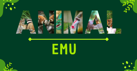 Emu | Facts, Diet, Habitat & Pictures
