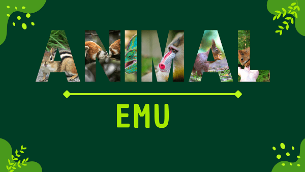 Emu | Facts, Diet, Habitat & Pictures