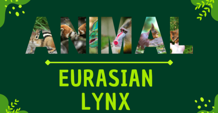 Eurasian Lynx | Facts, Diet, Habitat & Pictures