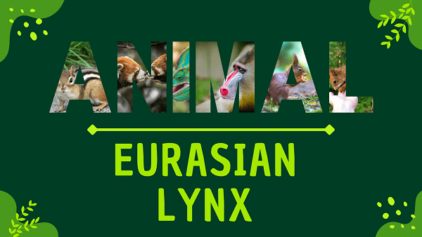 Eurasian Lynx | Facts, Diet, Habitat & Pictures
