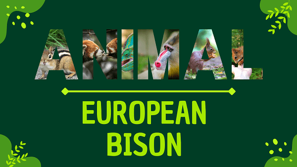 European Bison | Facts, Diet, Habitat & Pictures