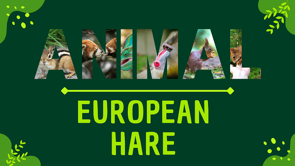 European Hare | Facts, Diet, Habitat & Pictures