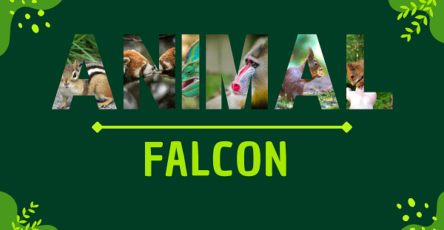 Falcon | Facts, Diet, Habitat & Pictures