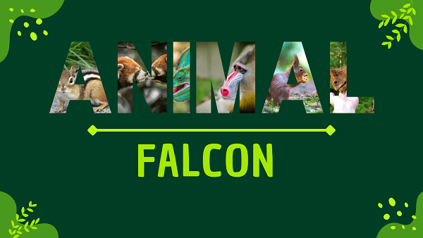 Falcon | Facts, Diet, Habitat & Pictures