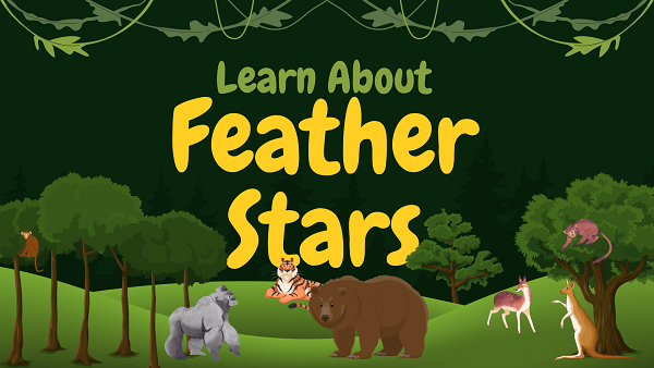 Feather Stars