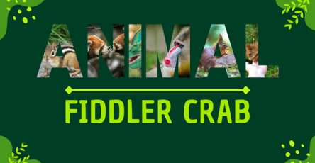 Fiddler Crab | Facts, Diet, Habitat & Pictures