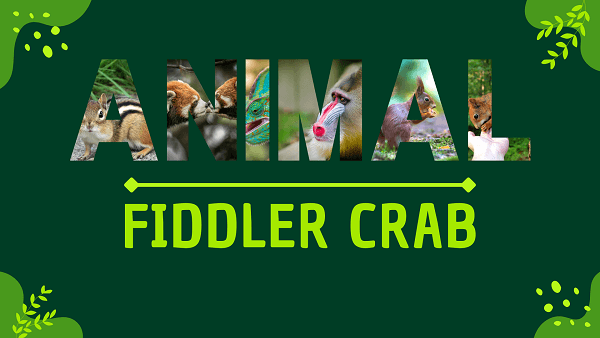 Fiddler Crab | Facts, Diet, Habitat & Pictures