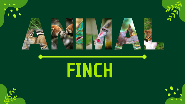 Finch | Facts, Diet, Habitat & Pictures