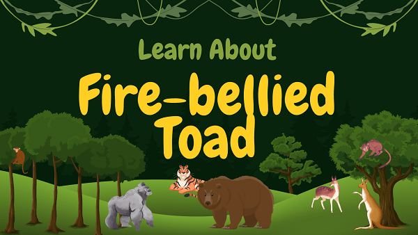Fire-bellied Toad | Facts, Diet, Habitat & Pictures