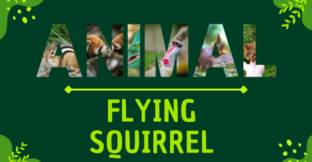 Flying Squirrel | Facts, Diet, Habitat & Pictures