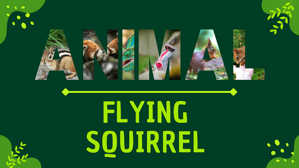 Flying Squirrel | Facts, Diet, Habitat & Pictures