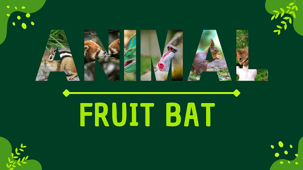 Fruit Bat | Facts, Diet, Habitat & Pictures