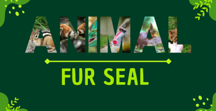 Fur Seal | Facts, Diet, Habitat & Pictures