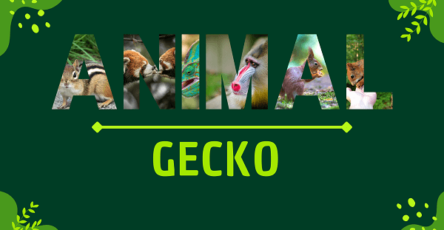 Gecko | Facts, Diet, Habitat & Pictures
